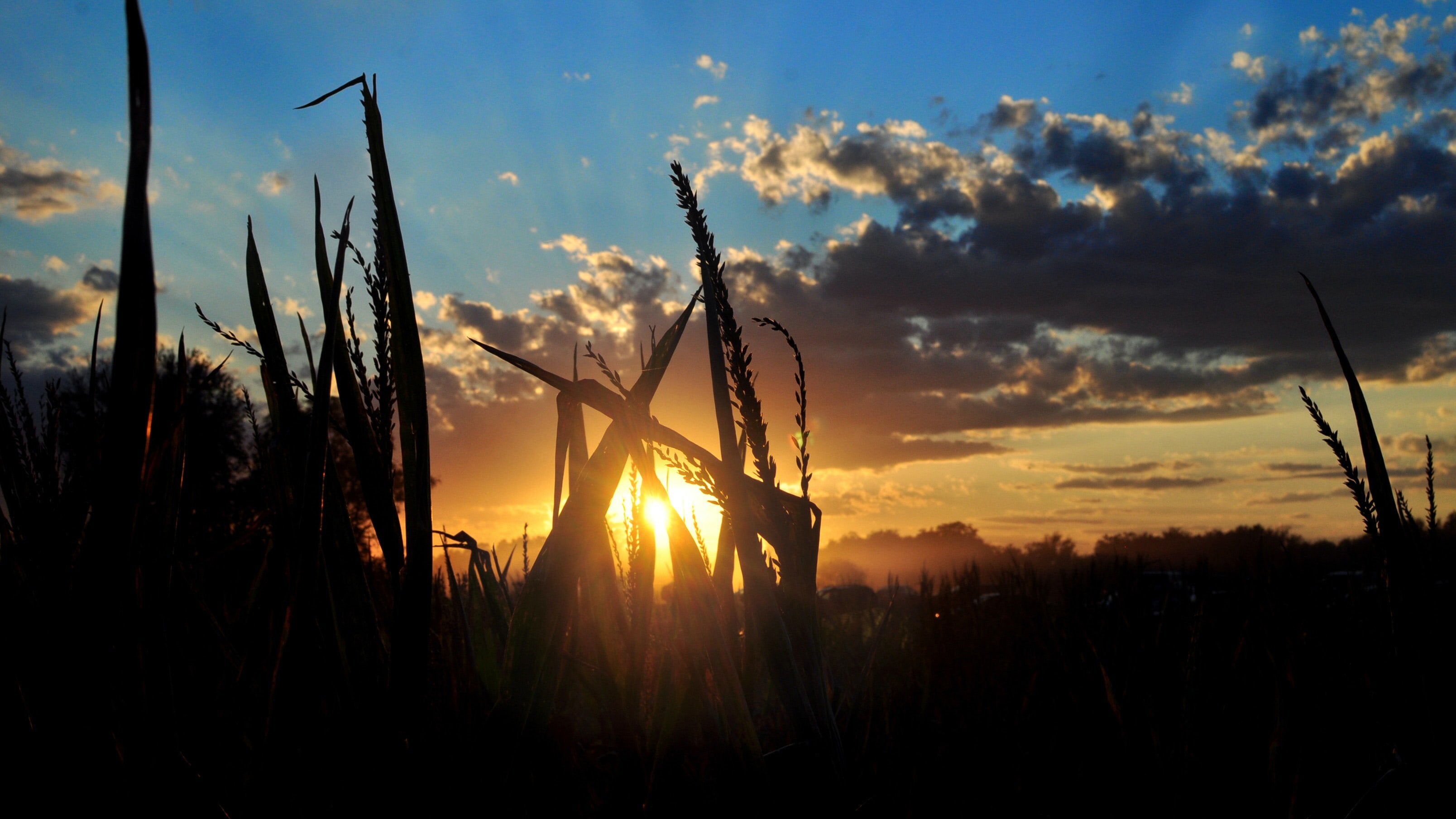 want-to-start-a-maize-milling-business-in-africa