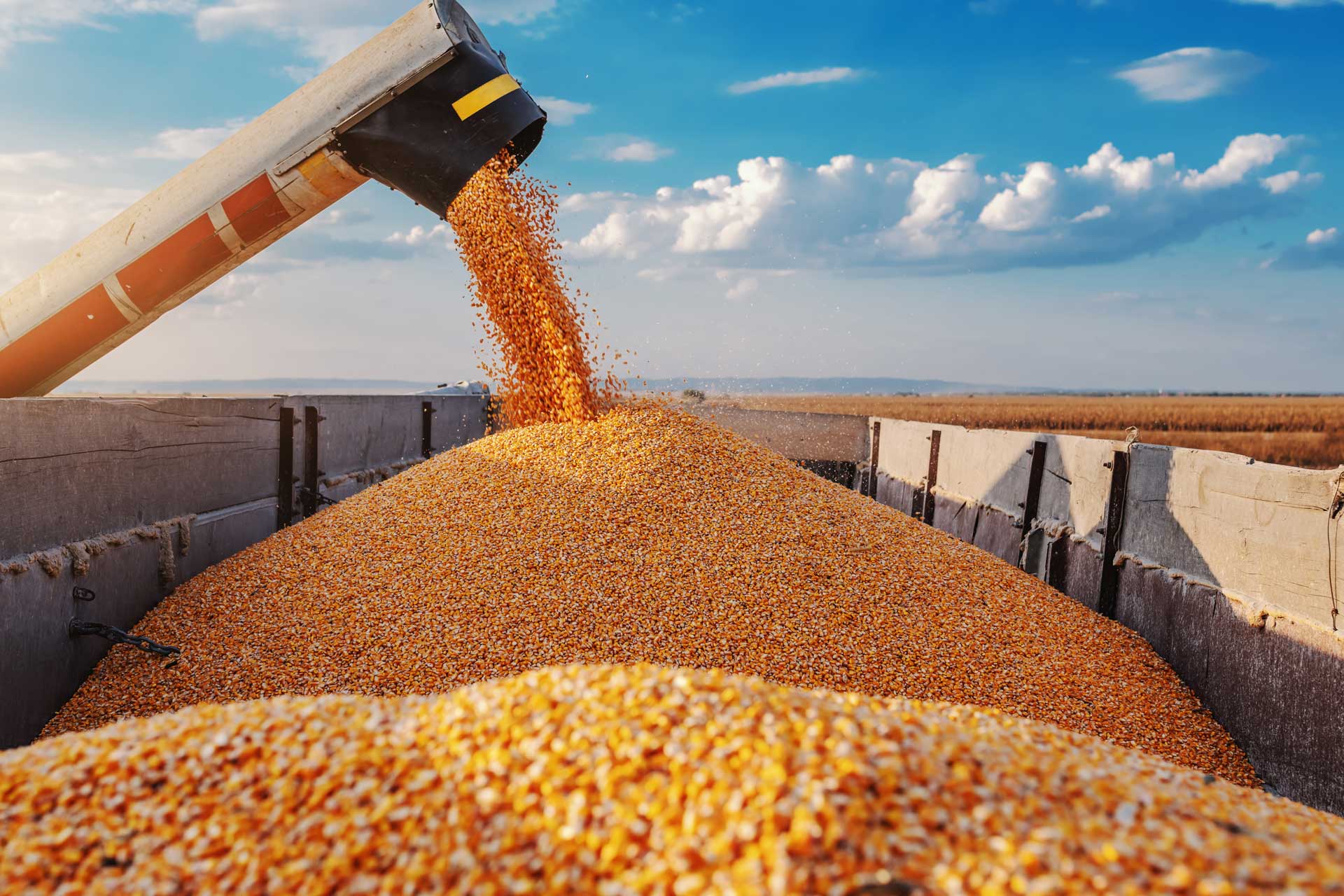 safex-a-maize-miller-s-guide-to-managing-raw-material-risk