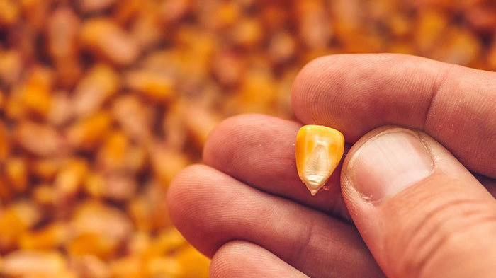 Hand holding yellow maize kernel